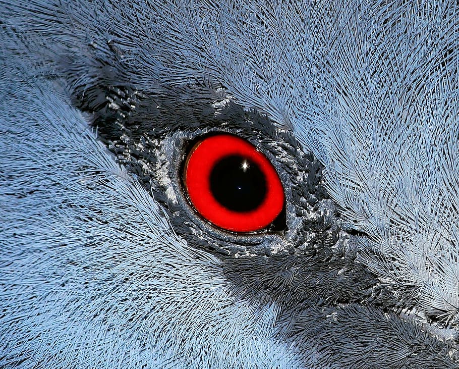 red and white animal's eye, macro, bird, fan-deaf, close, close up HD wallpaper