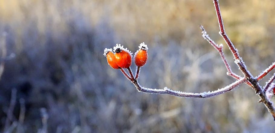 berries, red, forest, plants, leaves, fruits, wild fruits, red fruit HD wallpaper