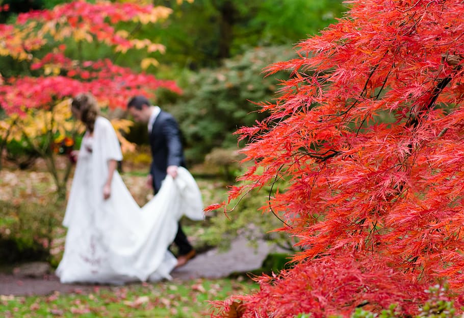 blur, blurred, bride, colorful, fauna, groom, leaves, man, marriage HD wallpaper