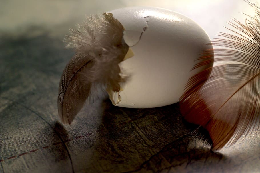 feather, ease, egg, nature, animal, no people, indoors, animal themes HD wallpaper
