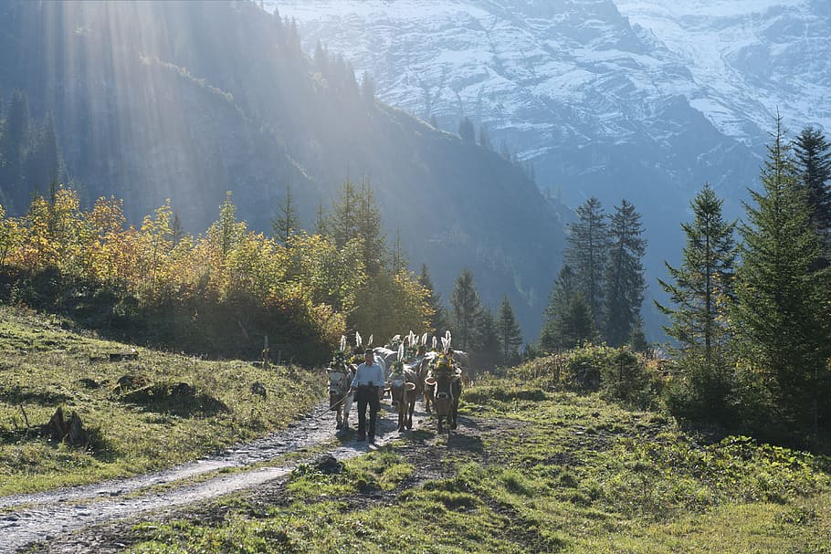alpine, désalpe, descent, cows, autumn, livestock, agriculture HD wallpaper