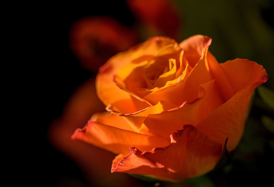 orange, petal, flower, dark, garden, bloom, flowering plant HD wallpaper