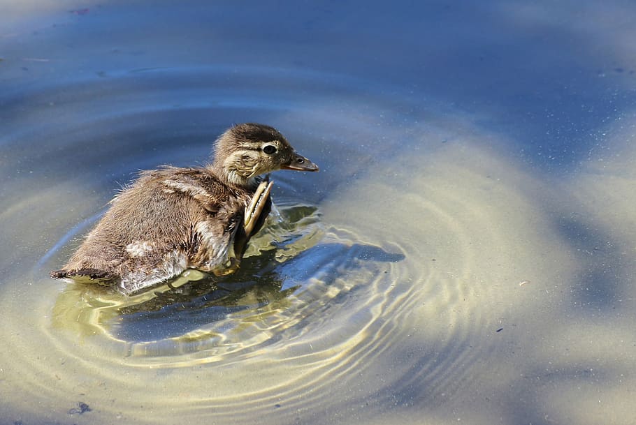 gadwall, chicken, scratch, water, lake, nature, ship, anas strepera HD wallpaper