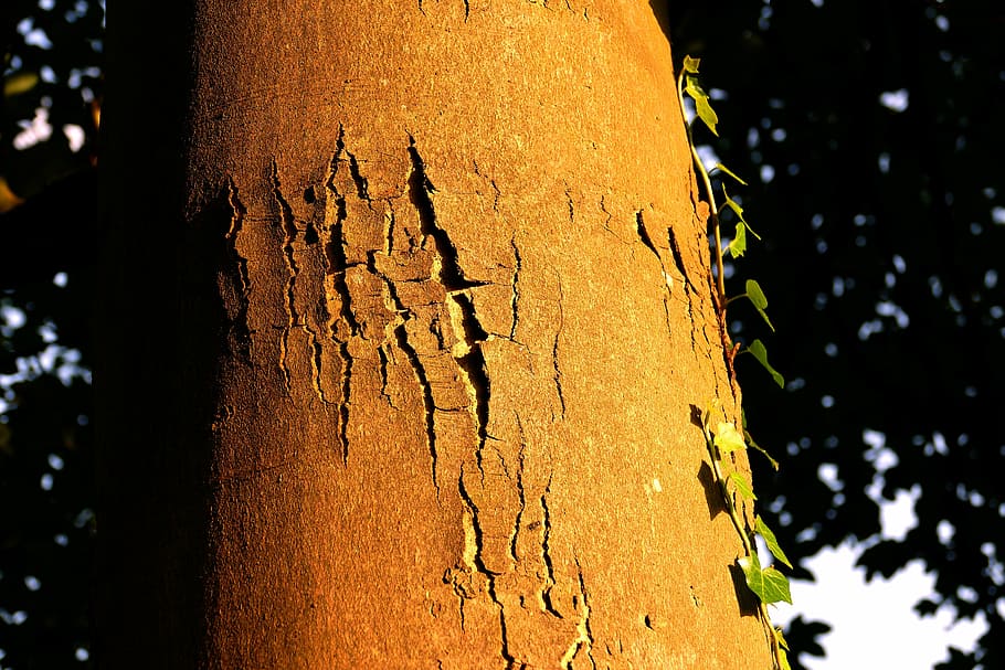 tree, bark, trunk, tree trunk, close-up, no people, textured HD wallpaper