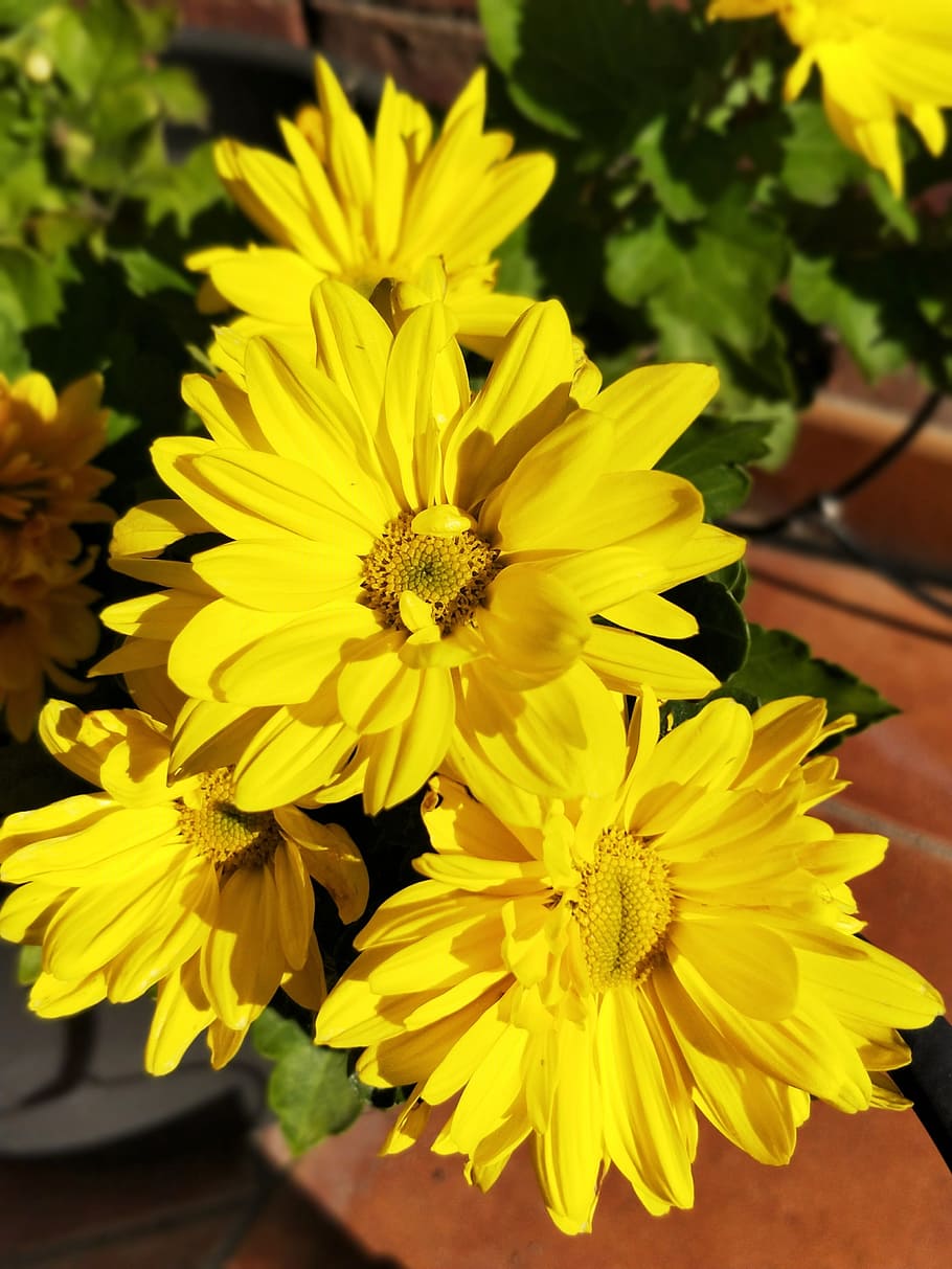 flower, yellow, daisy, flowering plant, vulnerability, fragility HD wallpaper