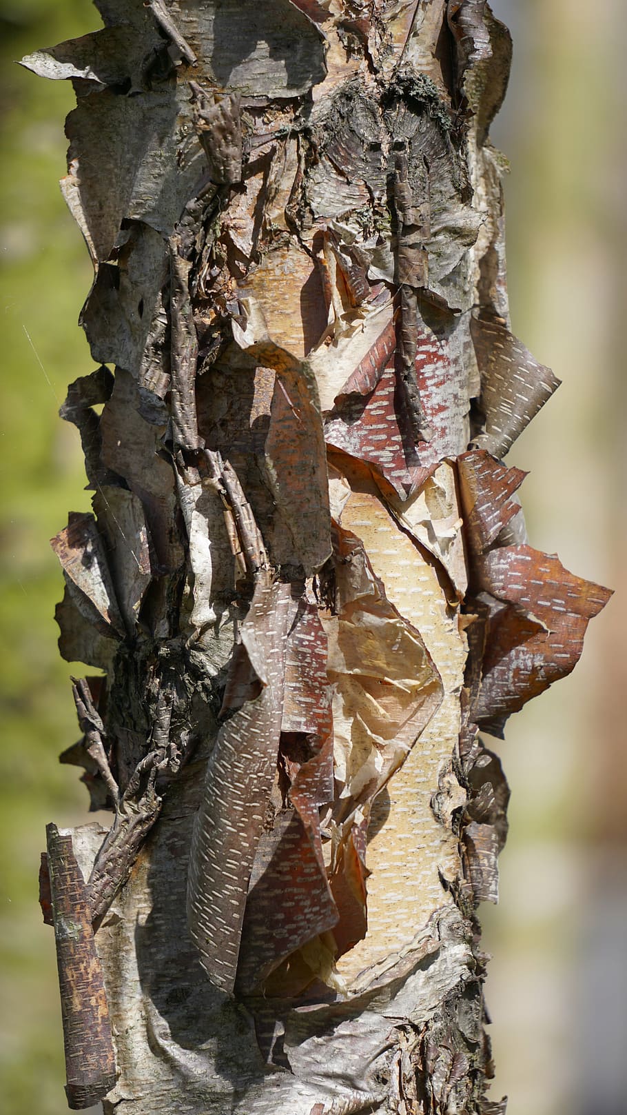 tree, bark, structure, tree trunk, tree bark, birch, silver HD wallpaper