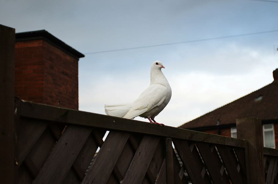 white pigeon perching on black wooden wall, dove, animals, bird, HD wallpaper