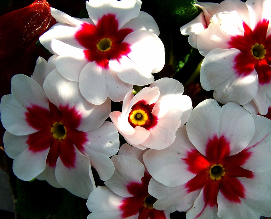 primrose, spring, nature, flower, petal, plant, flower Head HD wallpaper