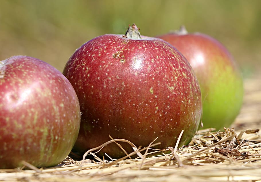 apple, red, fruit, closeup, juicy, summer, harvest, ripe, nature HD wallpaper