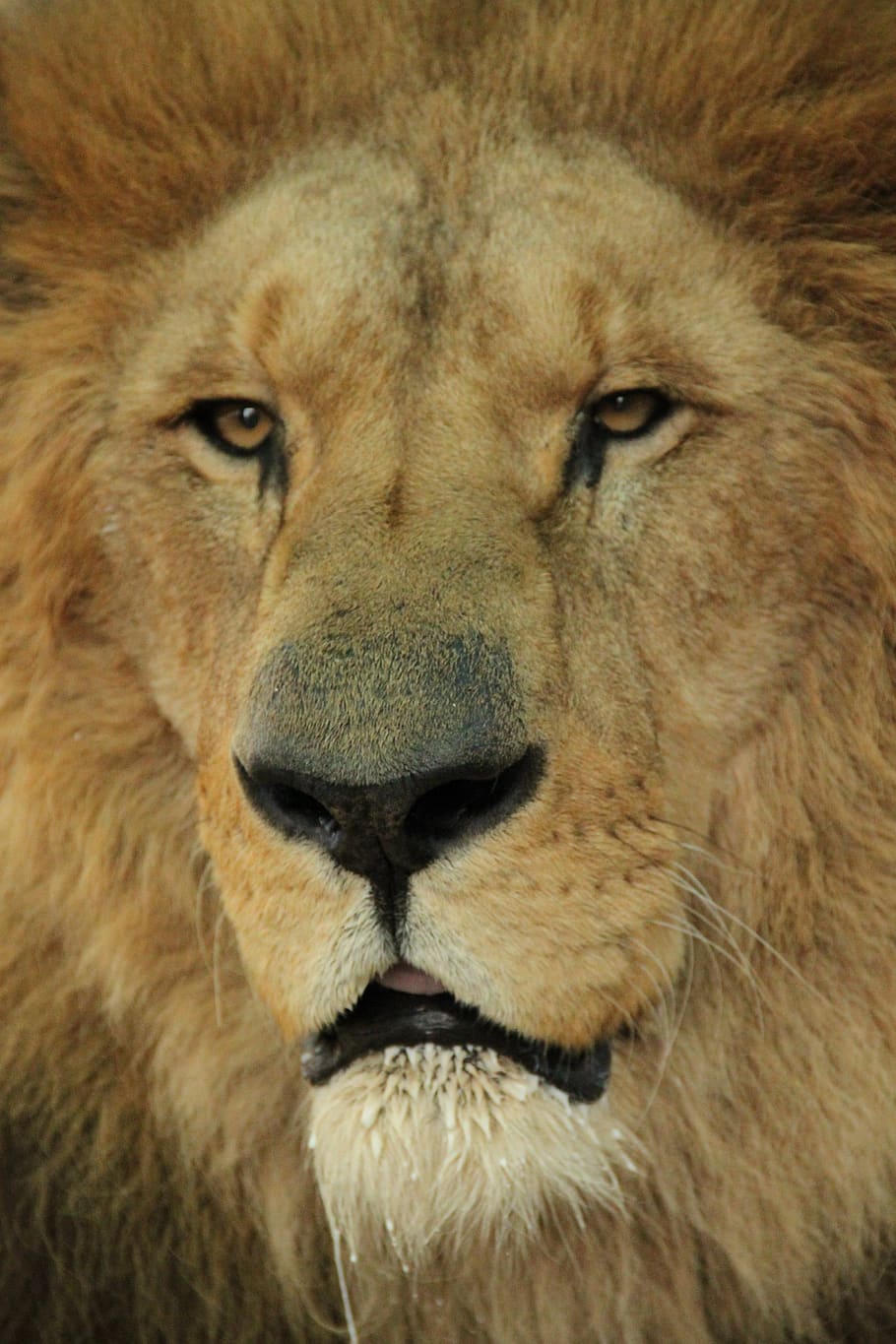 lion, feline, africa, wild, safari, savanah, animals, wildlife, HD wallpaper