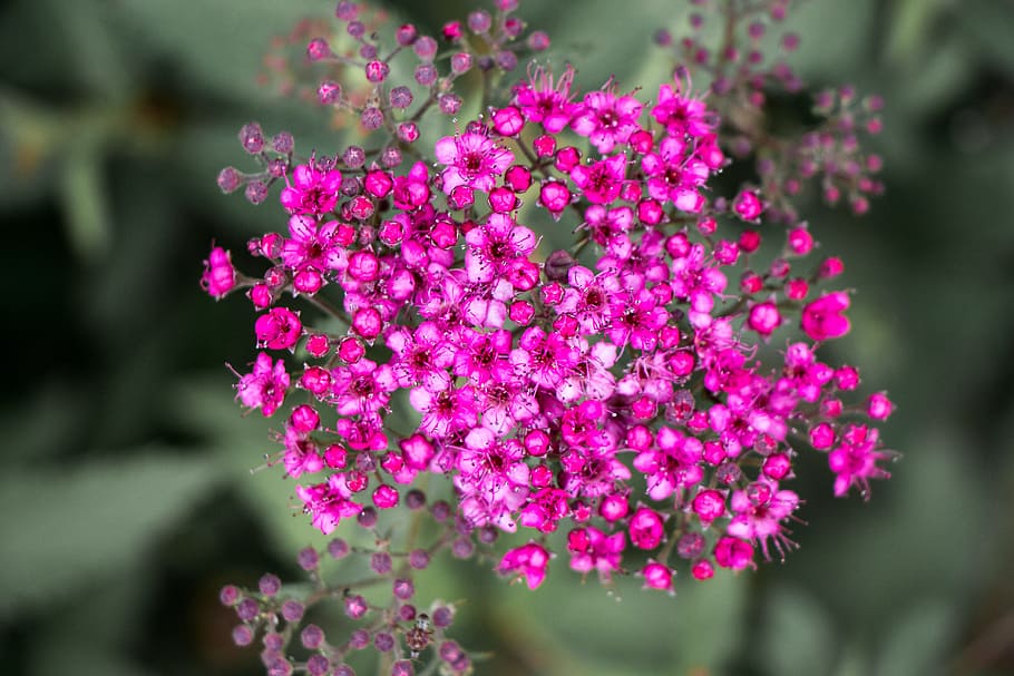 flower bunch, tiny, bloom, blossom, pink, white, spring, flowers HD wallpaper