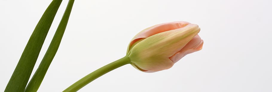 close shot photo of pink tulip, blossom, bloom, leaves, flower