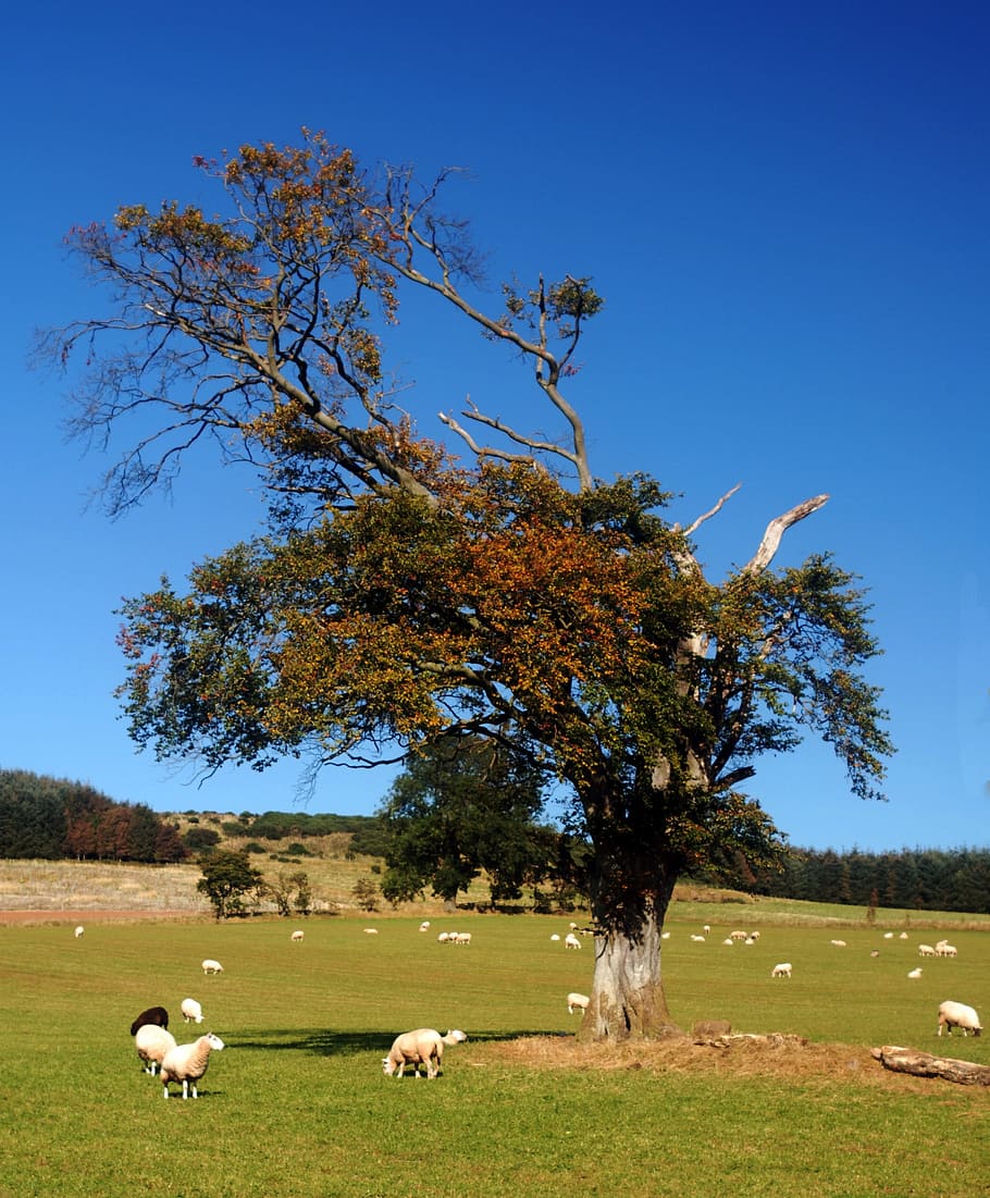 tree, sheep, countr, farm, grass, green, meadow, rural, pasture HD wallpaper