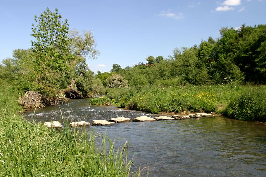river, water, crossing, web, plant, tree, beauty in nature HD wallpaper