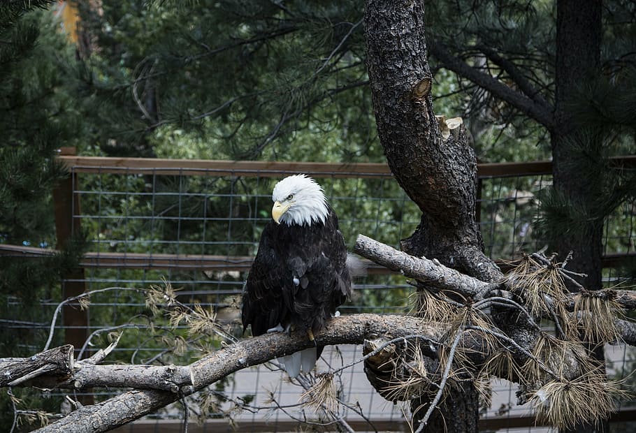bald eagle, perched, raptor, bird, nature, tree, branches, wild HD wallpaper