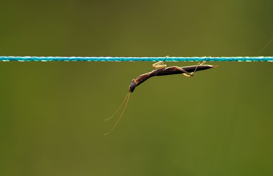 mantis, brown mantis, praying mantis, brown praying mantis HD wallpaper