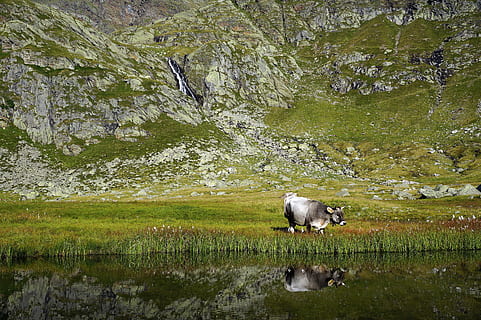 cow, cows, mountain, cattle, farm, pasture, hay, nature, animal HD wallpaper