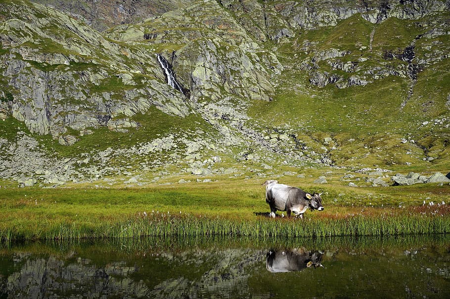 cow, cows, mountain, cattle, farm, pasture, hay, nature, animal HD wallpaper