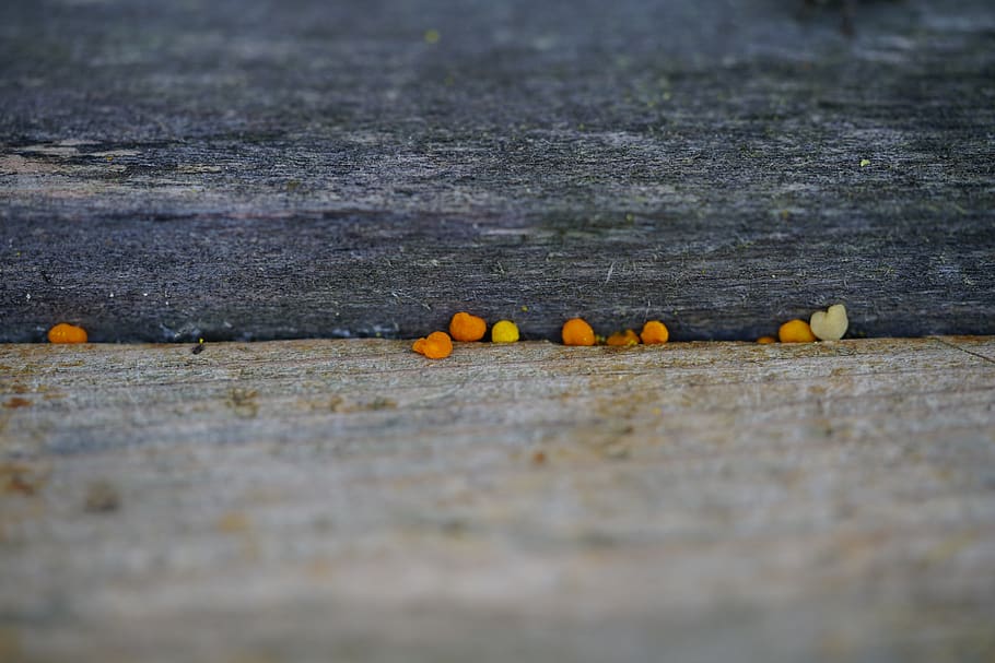 bee pollen, bee bread, perga, fermentation, pollen clumps, yellow HD wallpaper