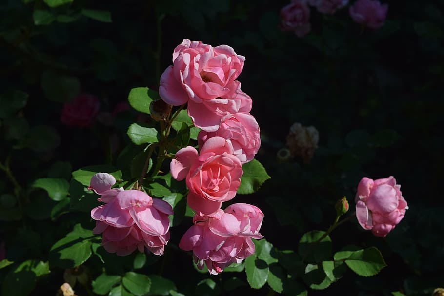 rose, pinkrose, flower, flowering plant, pink color, beauty in nature HD wallpaper
