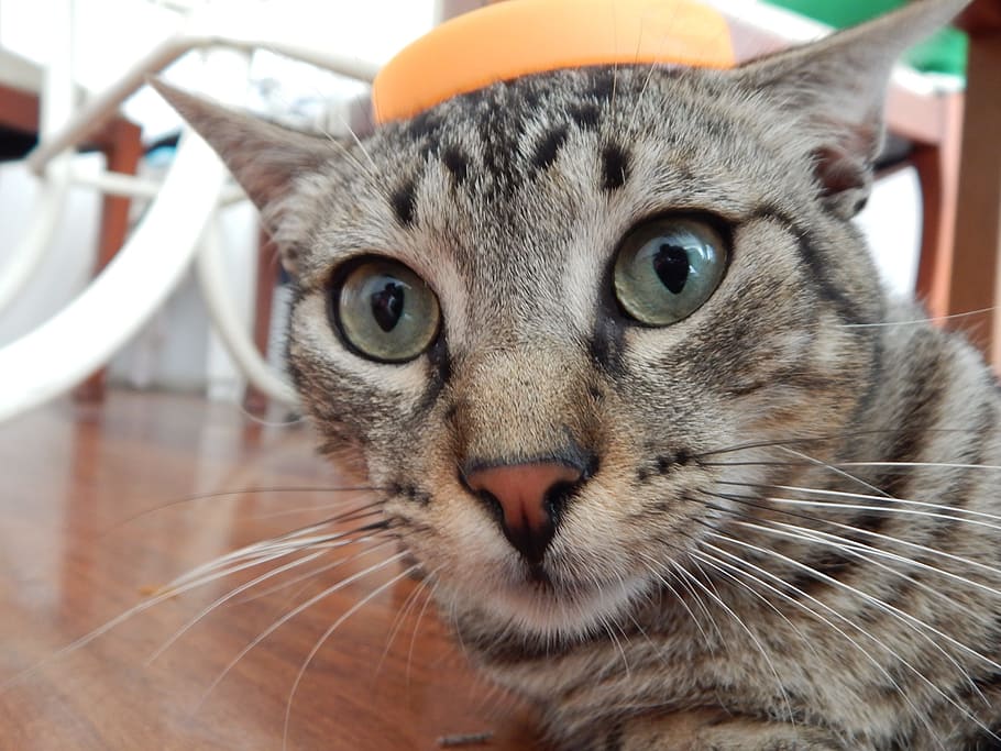 gray tabby cat indoors, pet, surprised, animal themes, domestic HD wallpaper