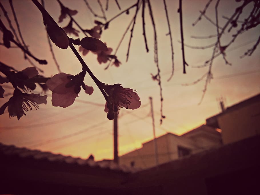 sunset, leaves, autumn, branches, nature, tree, sky, peaceful HD wallpaper
