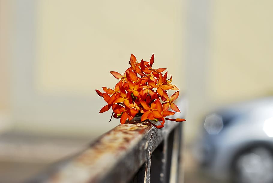 flower, blurred background, delicate, flowers, little flower HD wallpaper