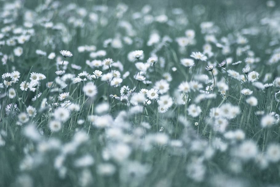 fields, daisies, garden, nature, summer flowers, white flower, HD wallpaper
