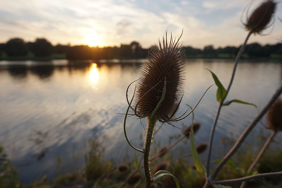 waters, nature, grass, river, plant, lake, beauty in nature HD wallpaper