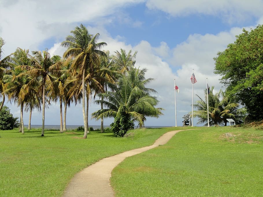 coconut trees, guam, sky, clouds, palms, palm trees, grass HD wallpaper