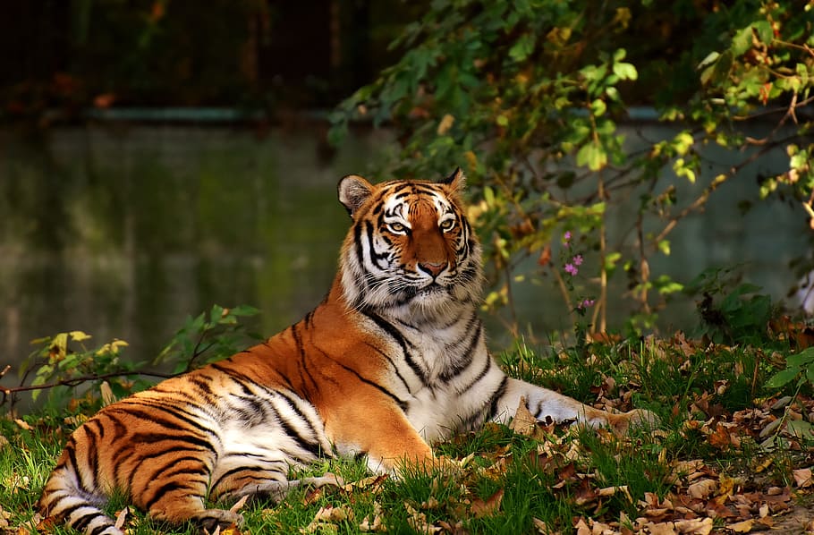 photograph of tiger lying on grass, predator, fur, beautiful HD wallpaper
