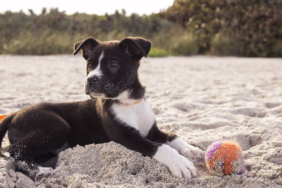 black and white American pit bull terrier puppy laying down on gray sand with orange ball