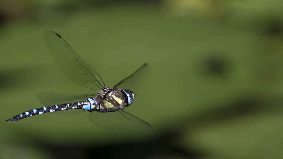 macro shot photography of blue and brown dragonfly, flying dragonfly HD wallpaper