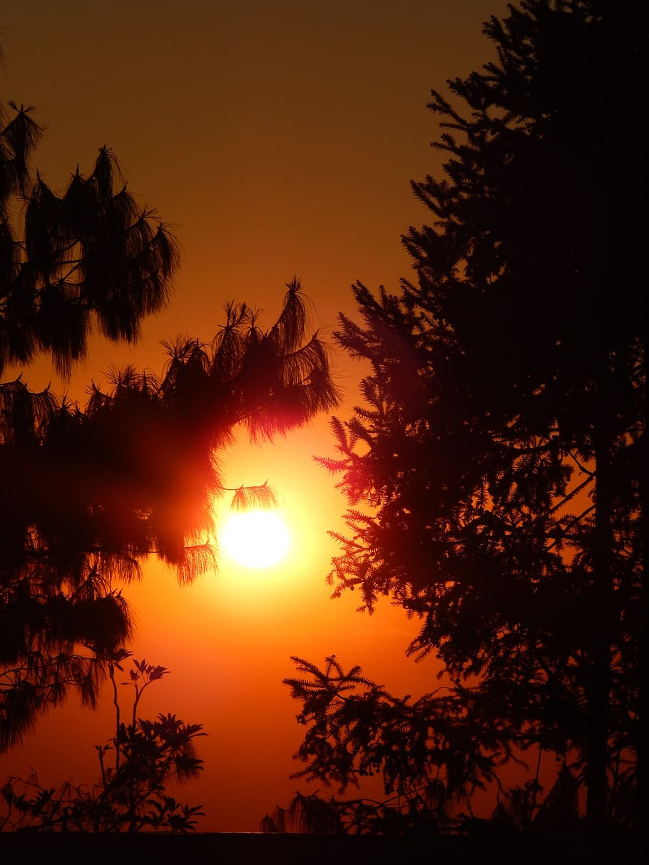 Nepal, Sunset, Katmandou, tree, silhouette, nature, scenics HD wallpaper