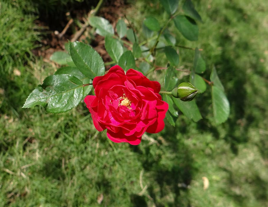 button rose, flower, bud, leaves, dharwad, india, plant, beauty in nature HD wallpaper