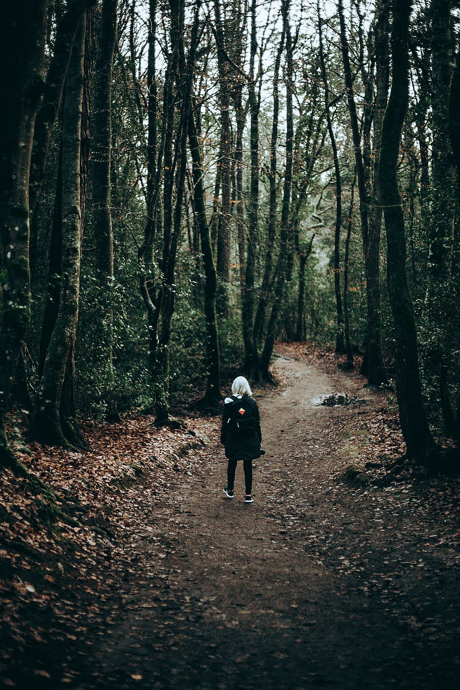 person standing in forest during daytime, person wearing black backpack in forest field under cloudy sky HD wallpaper