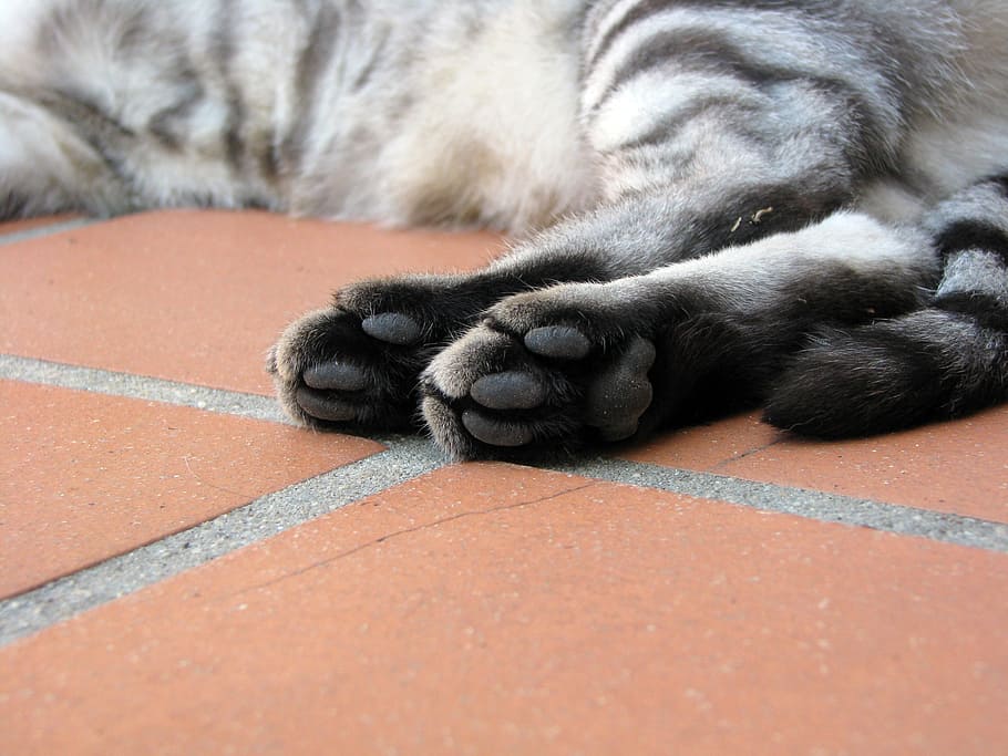 cat, paws, tabby, feline, foot pads, pet, domestic Cat, pets, HD wallpaper