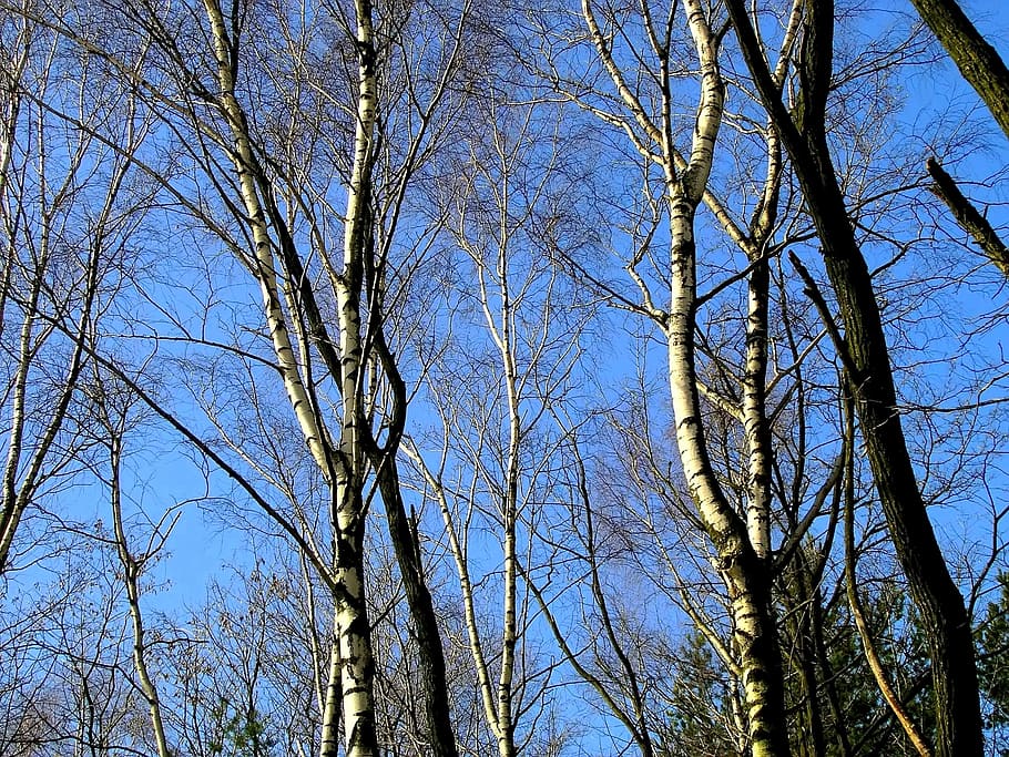 nature, trees, birch, plant, low angle view, sky, bare tree HD wallpaper