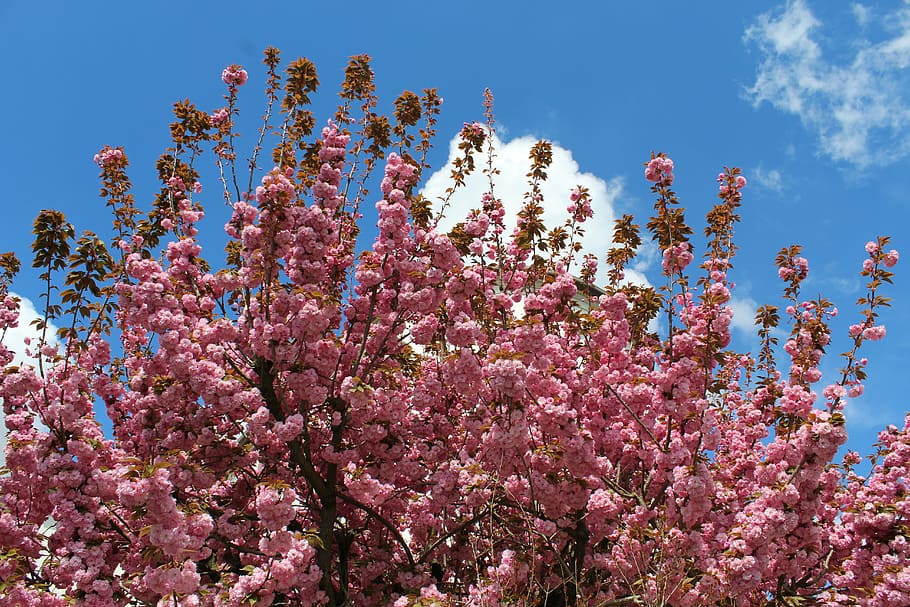 bloom, spring, flowers, pollination, nature, spring flowers HD wallpaper