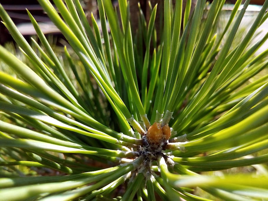 pine, needles, summer, resin, closeup, plant, green color, growth HD wallpaper