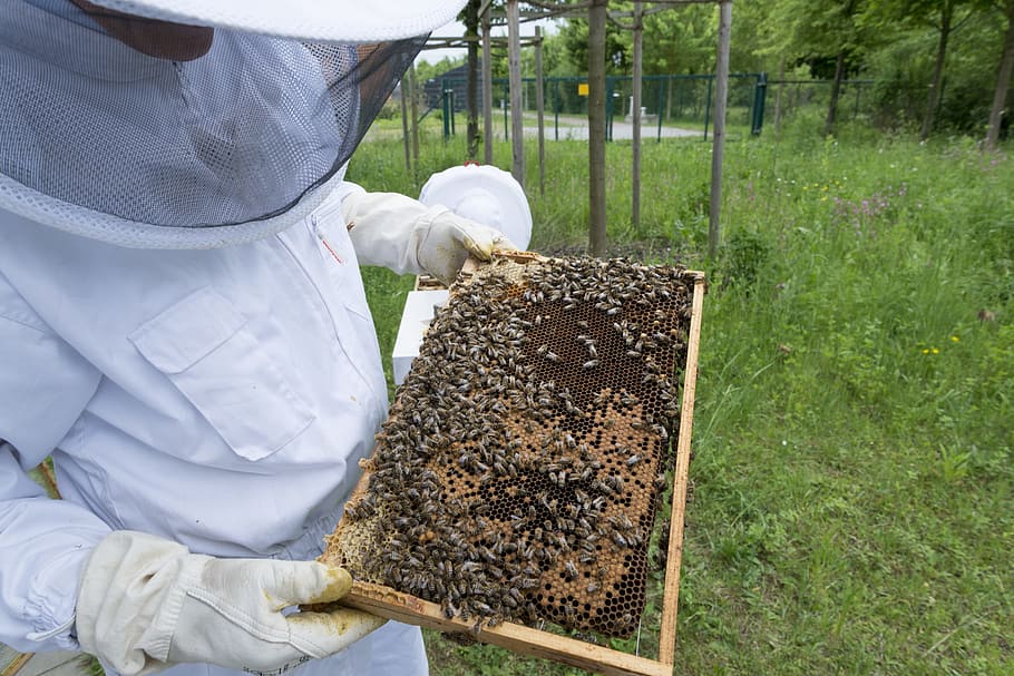 beekeeper, bees, beehive, bee breeding, beekeeping, prey, bee hives, HD wallpaper