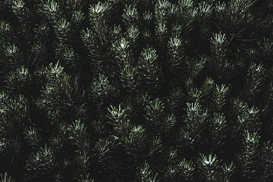 photo of green fir plant, untitled, pine, tree, branch, needle HD wallpaper
