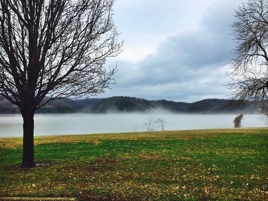 fog, lake, hills, tree, sky, plant, environment, nature, water HD wallpaper