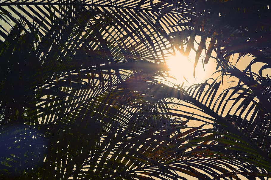 silhouette of palm trees under sunny sky, sunset, shadows, leaves HD wallpaper