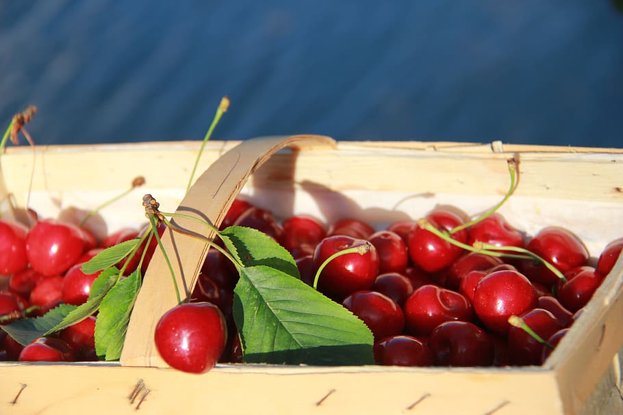 HD wallpaper: cherries, cherry basket, fruit, delicious, cherry harvest