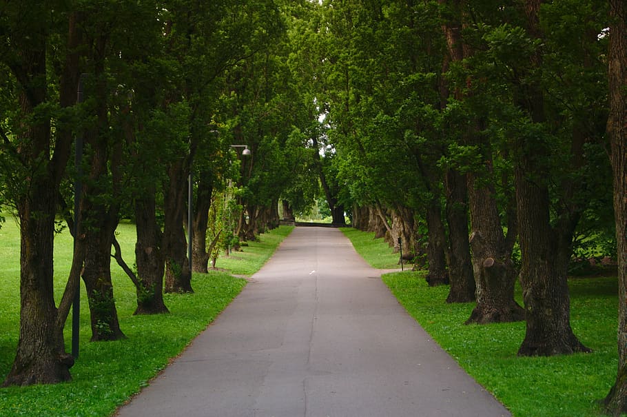road surrounded by trees during daytime, clean, green, grass HD wallpaper