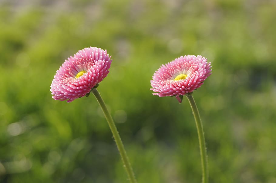 Daisy, Pink, Blossom, Bloom, Summer, nature, landscape, flowers HD wallpaper