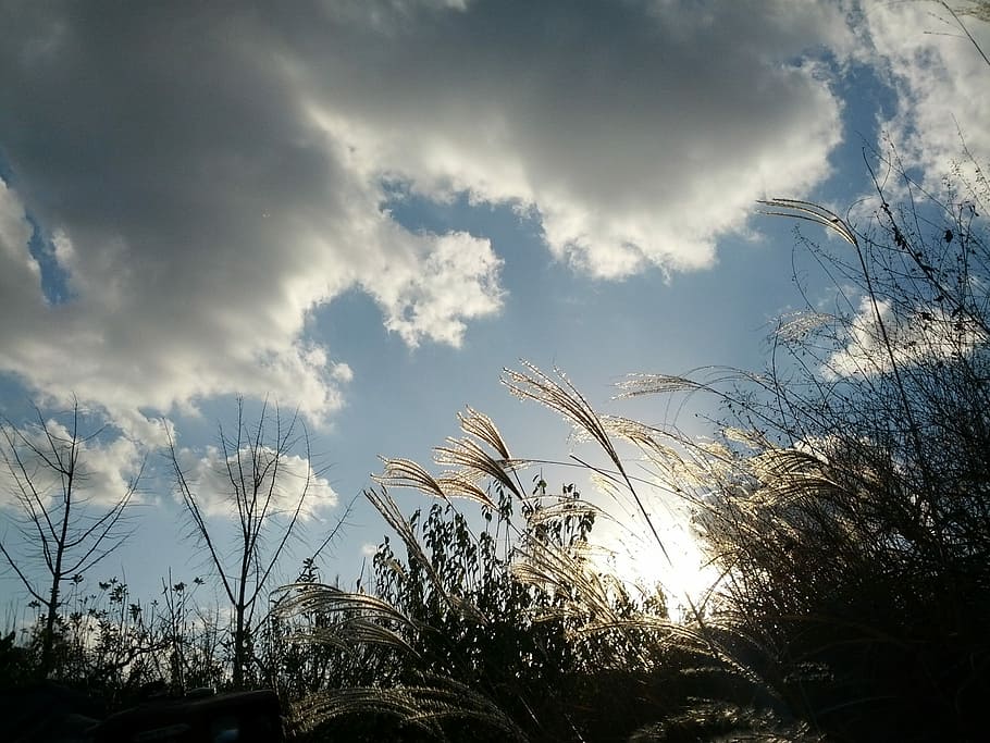 Reed, Cloud, Nature, Light, sky, autumn, landscape, pool, silver grass HD wallpaper