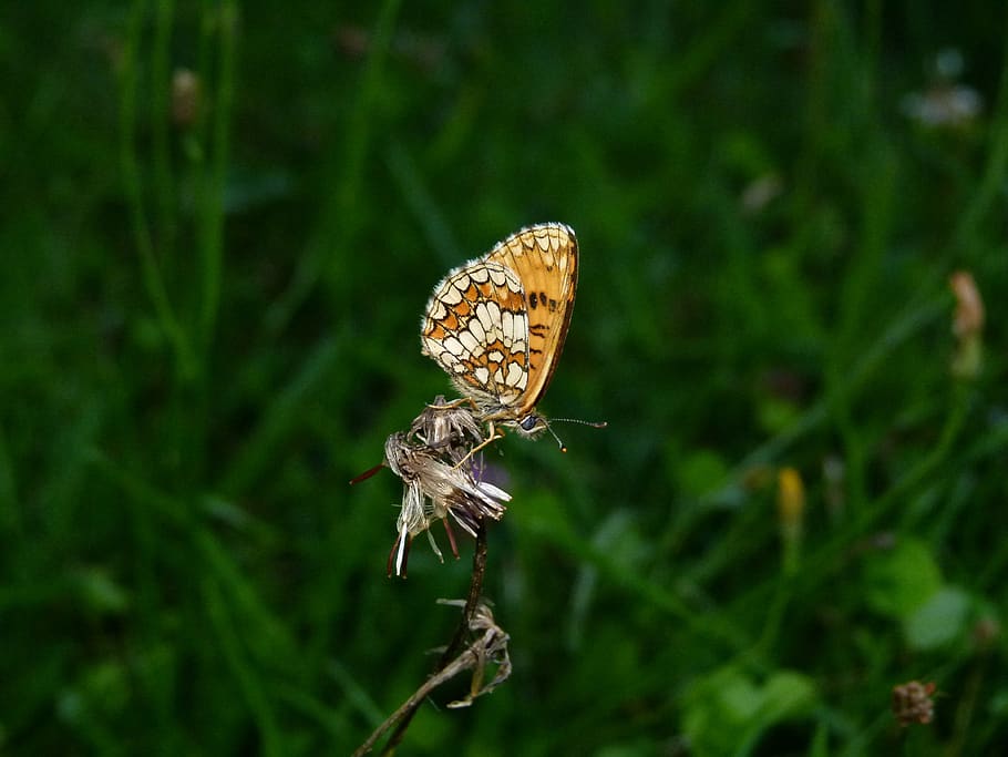 butterfly, twilight, flash, nature, animal wildlife, insect HD wallpaper