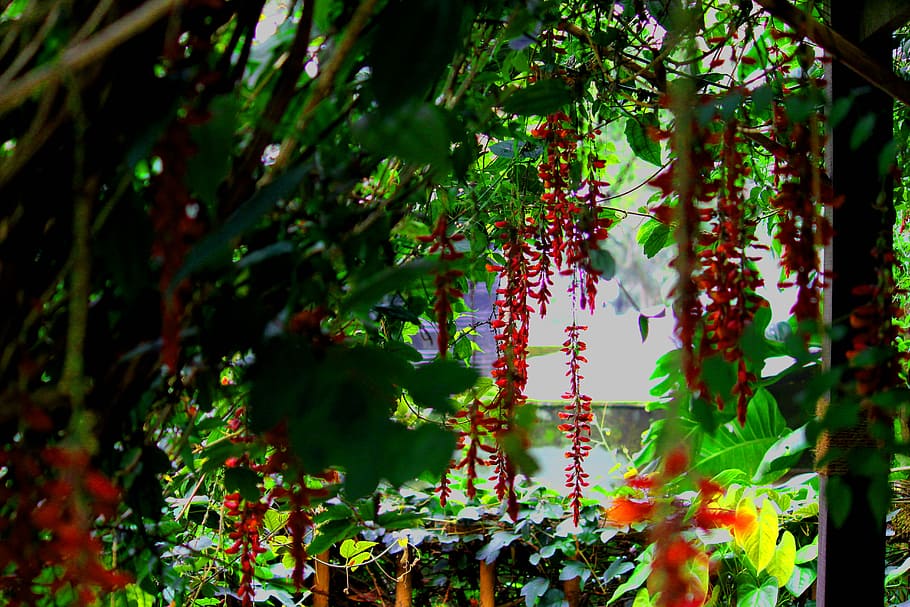 hanging red petal flower, tree, forest, nature, plant, growth HD wallpaper